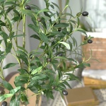 VIAGDO Artificial Olive Tree 6ft Tall Fake Potted Olive Silk Tree with Planter Large Faux Olive Branches and Fruits Artificial Tree for Home Office Living Room Decor Indoor, 1176 Leaves - Image 9